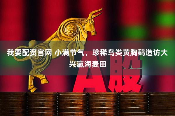 我要配资官网 小满节气，珍稀鸟类黄胸鹀造访大兴瀛海麦田